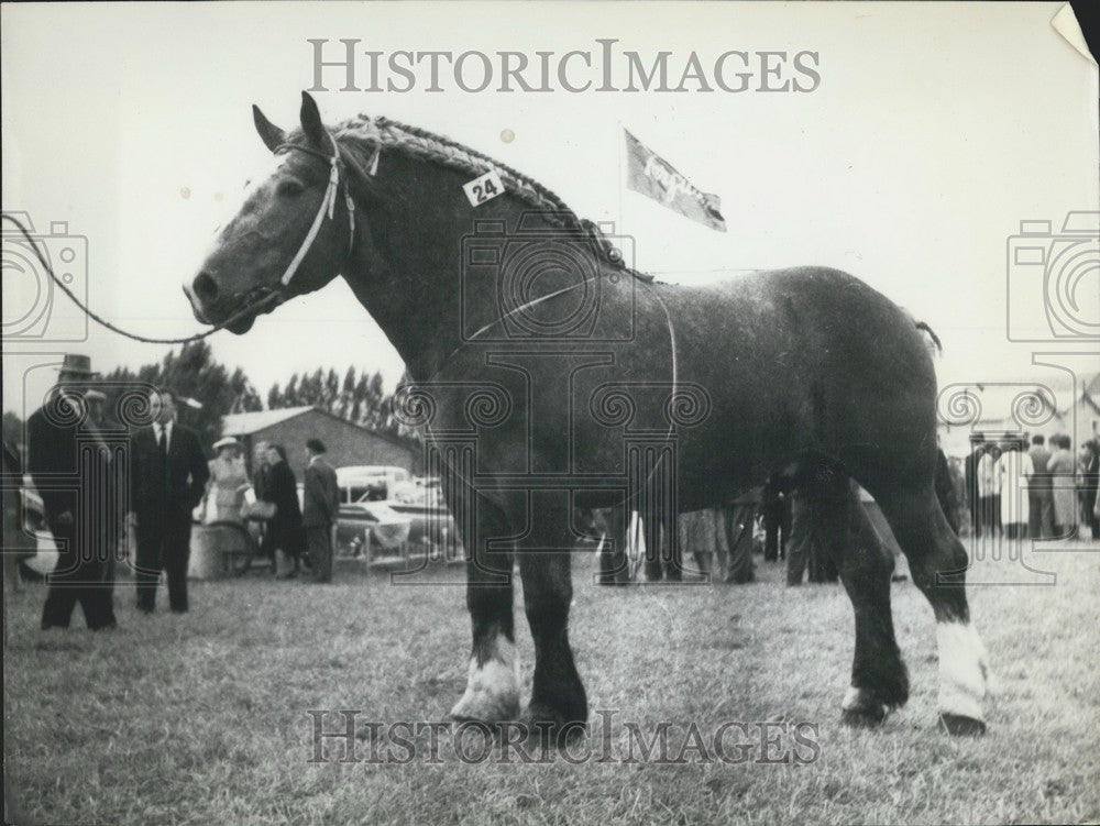 1958, Champion Race Horse - Historic Images