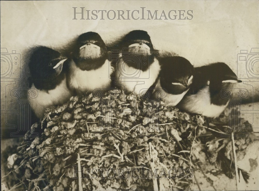 1980, Hungry Baby Birds Wait for Mother&#39;s Return to Nest With Food - Historic Images