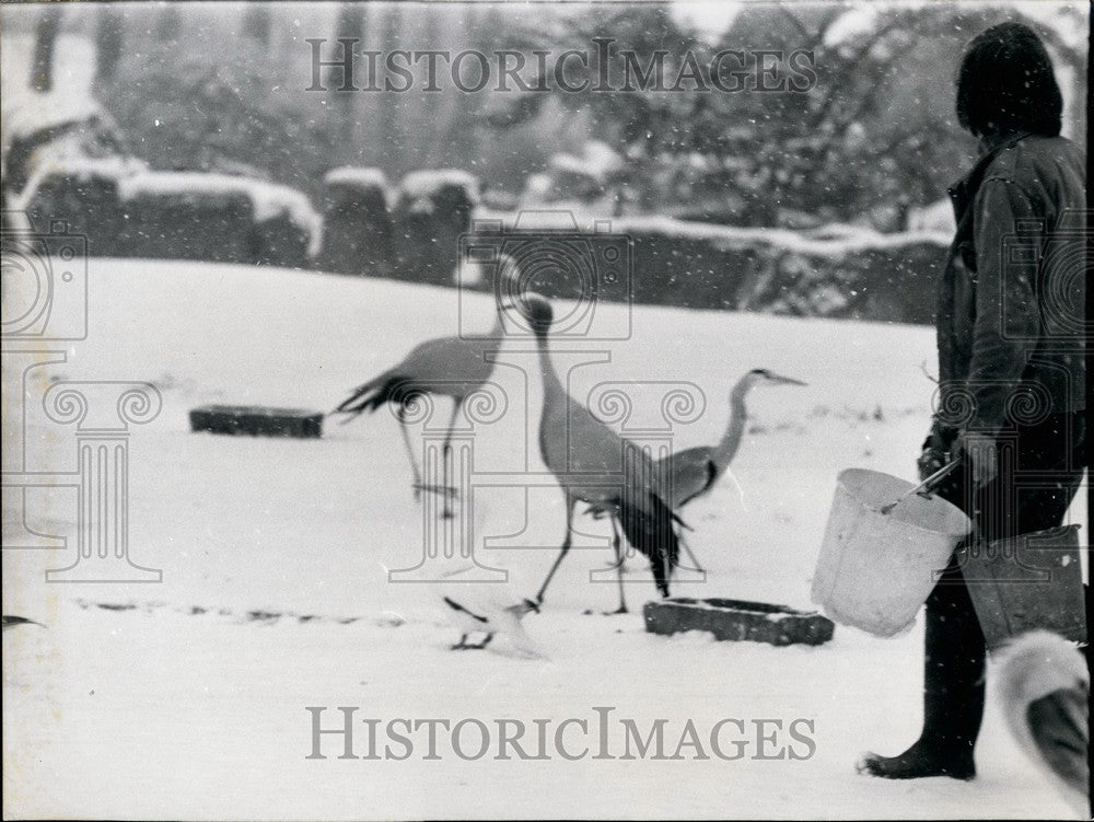 1970 Press Photo Vincennes Zoo Cranes Waiting for Zoo Keeper to Bring Meal-Historic Images