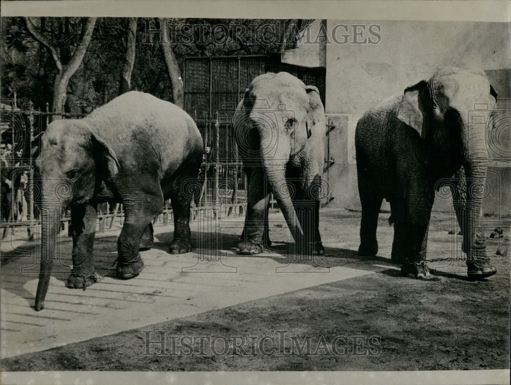 1964 Press Photo Circus Elephants Bangkok, Java, & Maosi to Live in Lyon Zoo - Historic Images