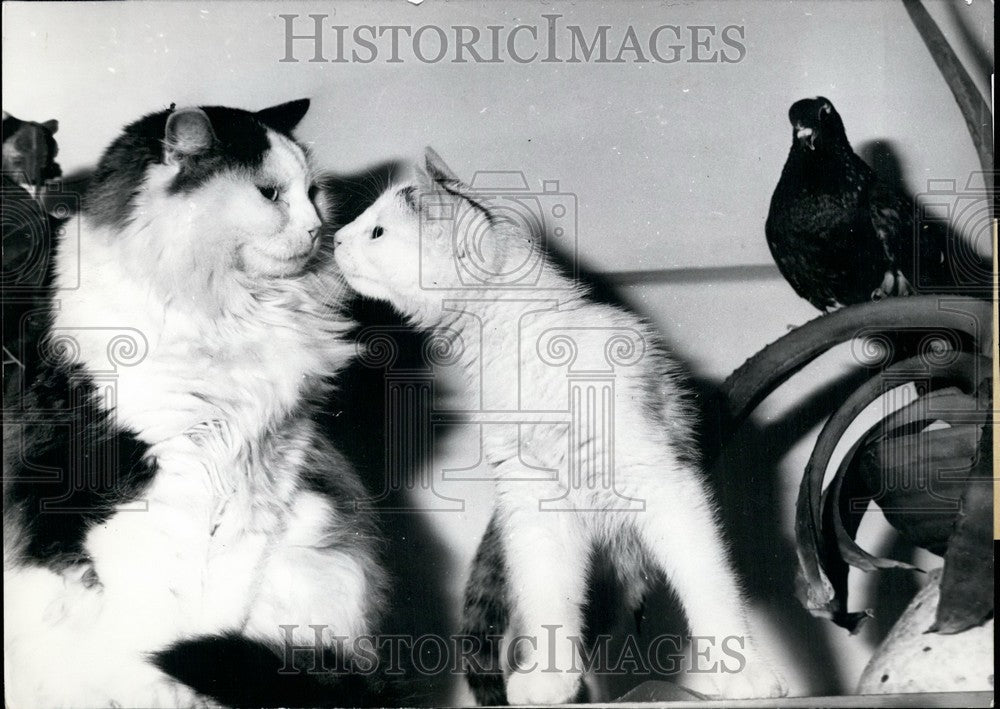 1963 Two cats and little pigeon - Historic Images