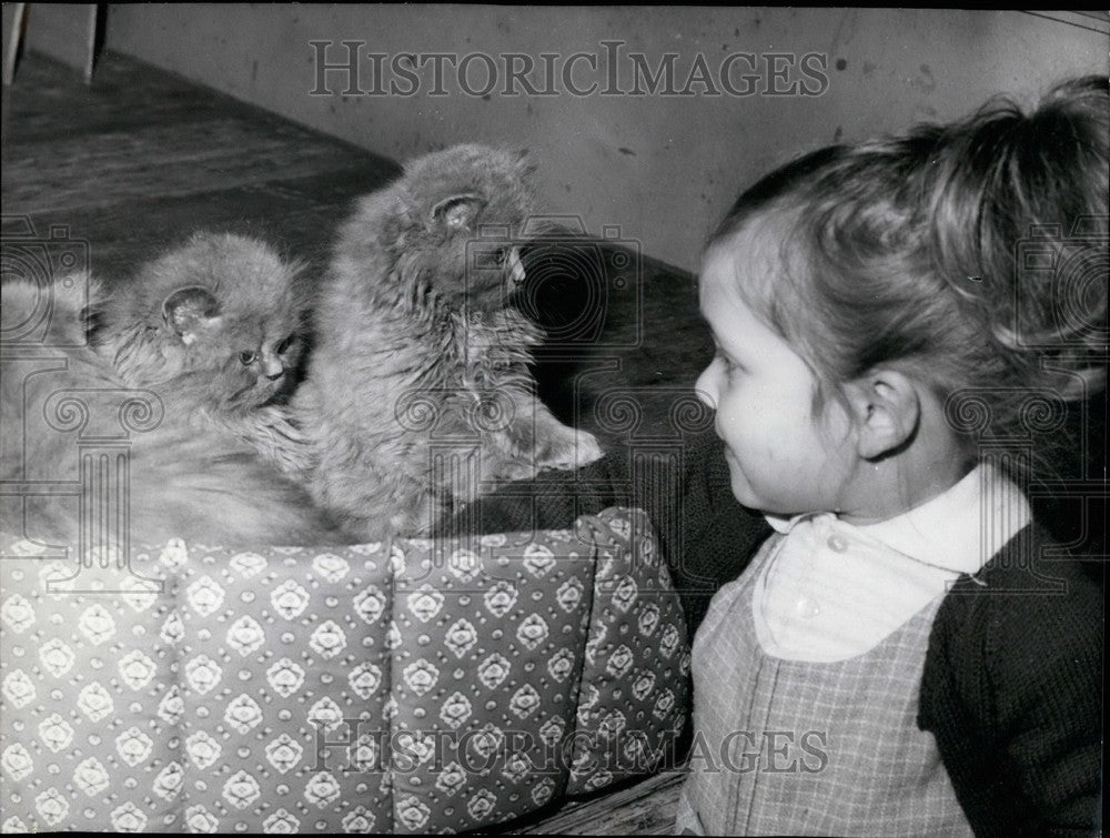 1967 Press Photo Young Visitor Admires Two Persian Kittens - Historic Images