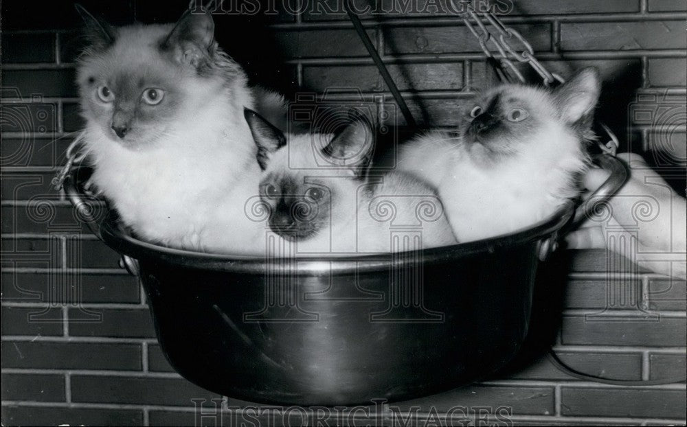 1963, Kittens Laurette (Burmese), Lucine (Siamese), & Liane (Burmese) - Historic Images