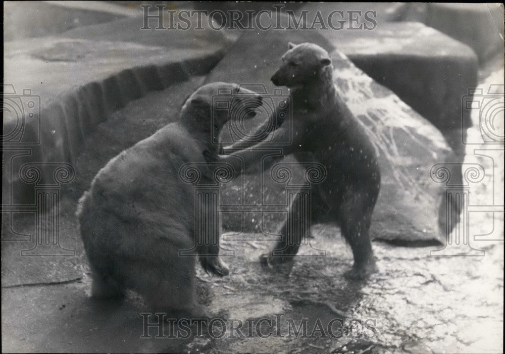 Press Photo Two Roughhousing Polar Bears - Historic Images