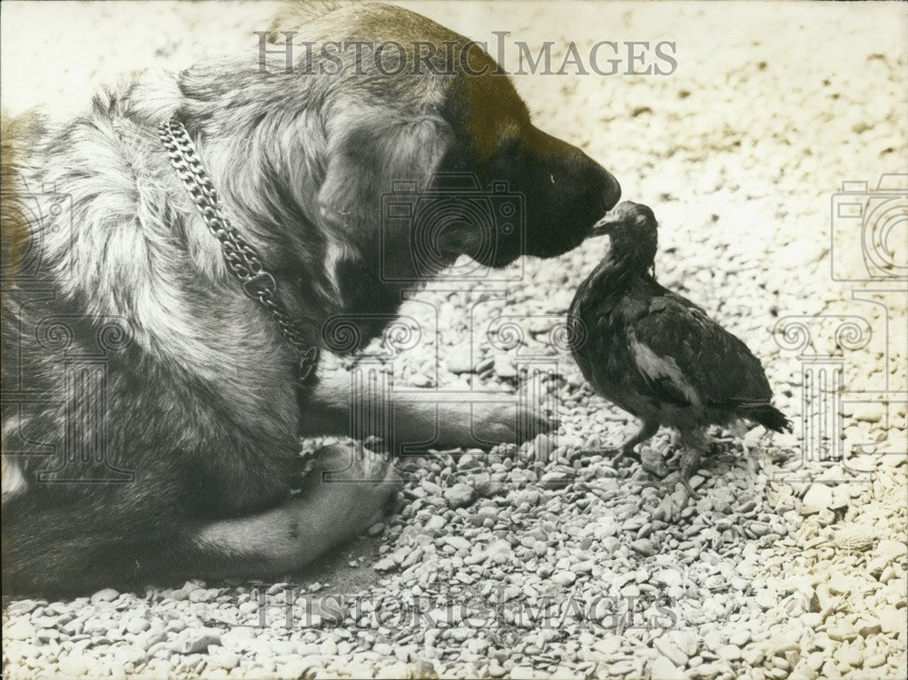 1972 Tintin the Dog &amp; Woodpigeon Friend Share a Kiss - Historic Images