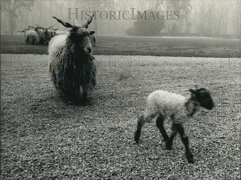 1973 Walashy Sheep in Pakistan with Mother at Bois de Boulogne Zoo - Historic Images