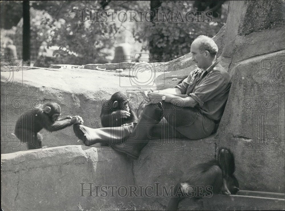 1977, Romeo the Chimpanzee Plays w Mr Croizart&#39;s Box at Vincennes Zoo - Historic Images