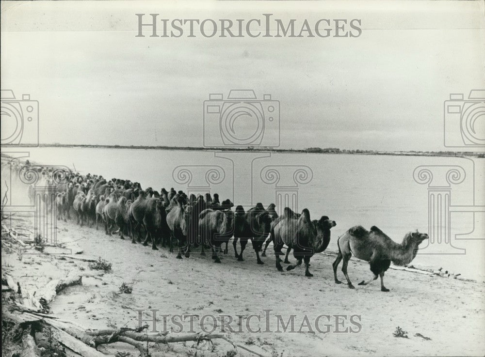 1983 Press Photo Camel Herd on Kazakhstan Farm in USSR Provides &quot;Shubat&quot; Drink-Historic Images