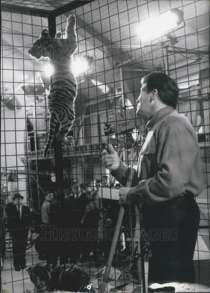 1965 Animal Trainer Arnim Dahl. Tiger. Circus Dahl. - Historic Images