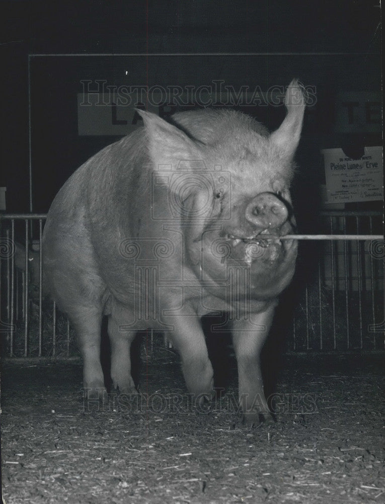 1968, Pig at Paris Porte de Versailles Expo Park Agricultural Fair - Historic Images