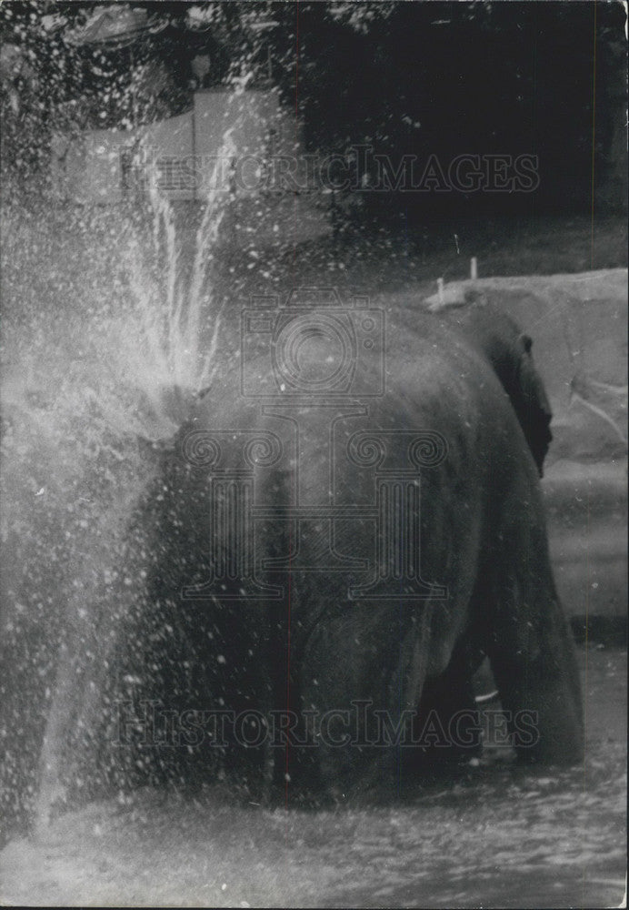 1967 Vincennes Zoo Elephant Cools Off Under Water - Historic Images