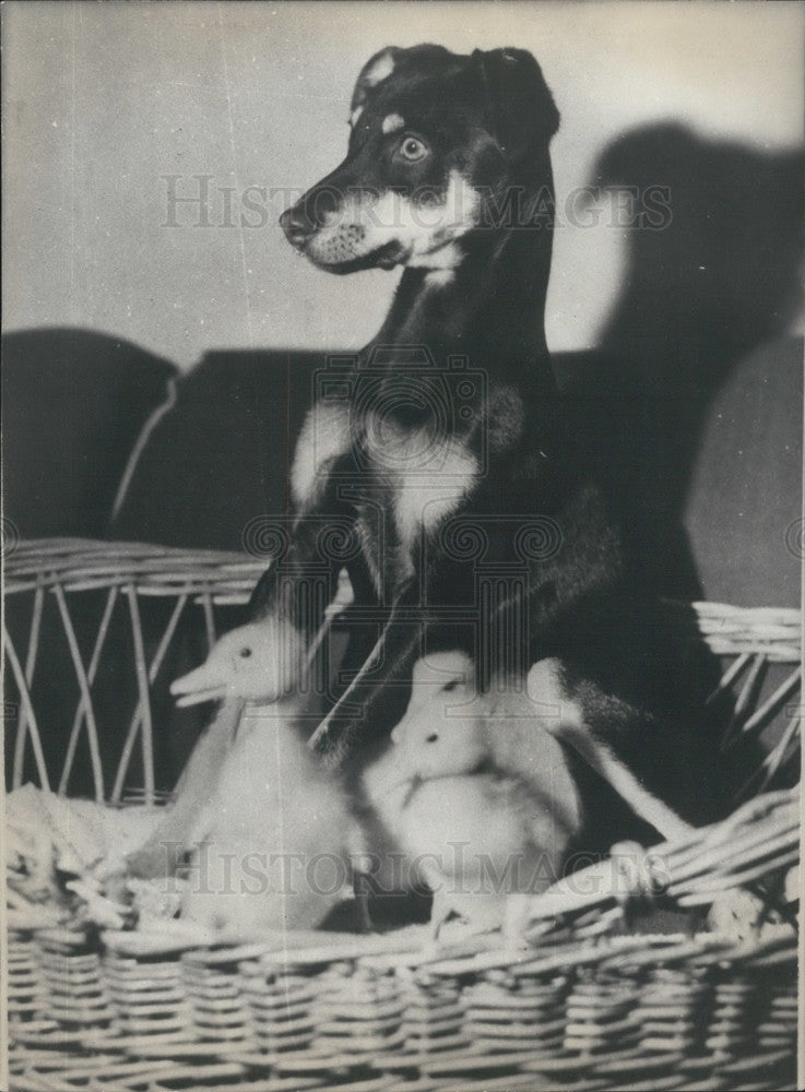 1978 Press Photo Cleopatra the Dog Adopts Orphaned Ducklings & Keeps Them Warm-Historic Images