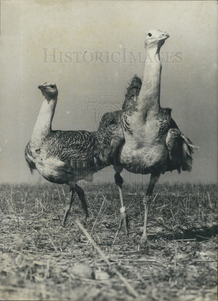 1977, Birds Near Extinction Find Refuge at Steckby Biological Center - Historic Images