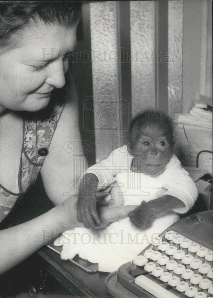 1963, Orangutan Baby Born in Berlin Zoo. - Historic Images