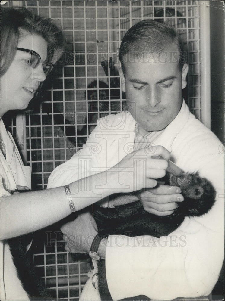 1963 Press Photo South American Monkey Arrives Bois de Vincennes Zoo in Paris-Historic Images