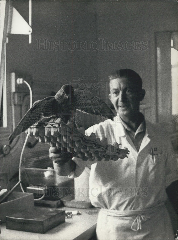 1973 Press Photo Man Holds Pasteur Institute Virus Lab Mascot Julien the Falcon-Historic Images