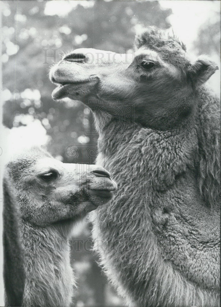 1967 Press Photo Camels at Duisburg Zoo. - Historic Images