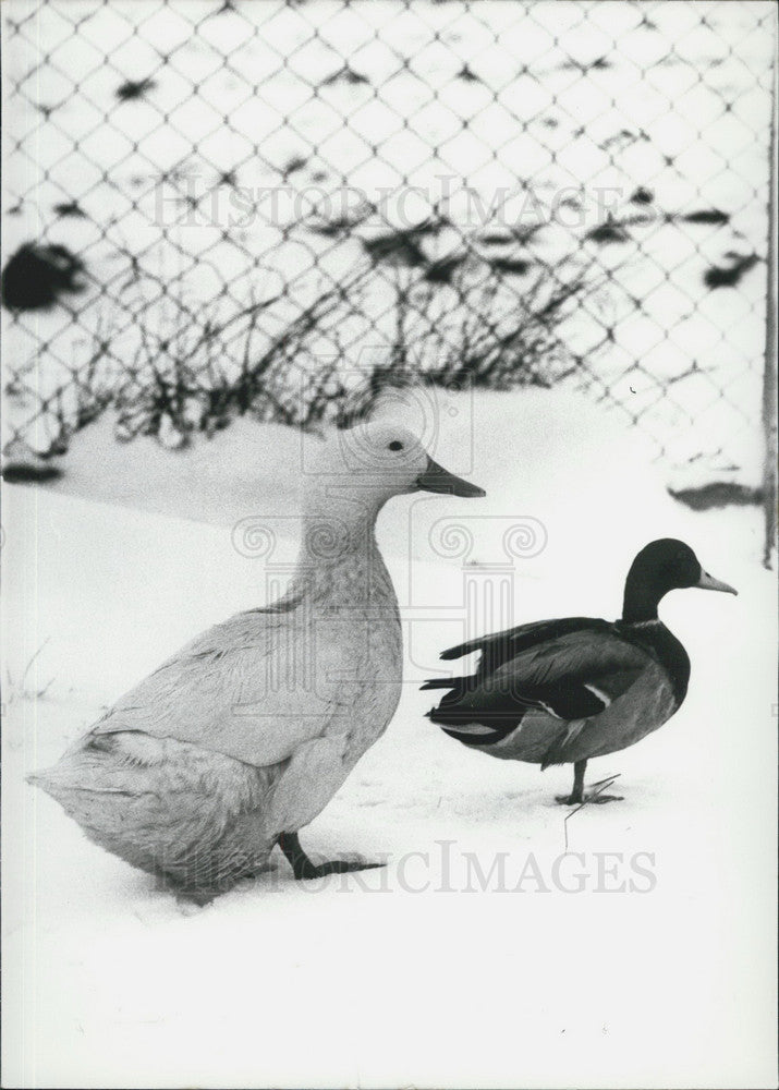 1970 Press Photo Duck Couple in Munich Animal Home.-Historic Images
