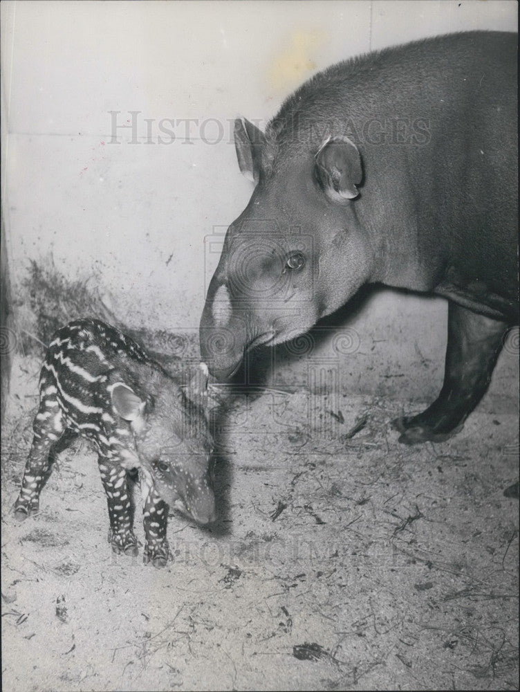 1953 Press Photo Tapirs born in Frankfurt Zoo. - Historic Images