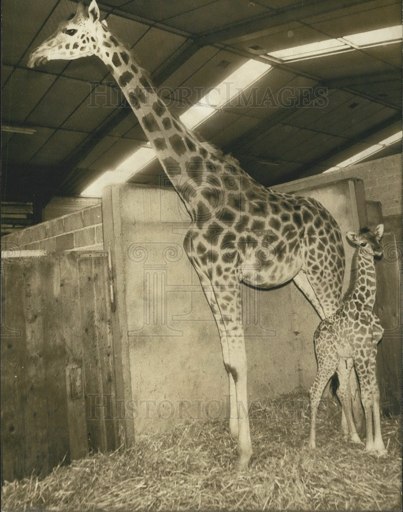 1978 Baby Giraffe "Stella" Born Saint Vrain Park - Historic Images