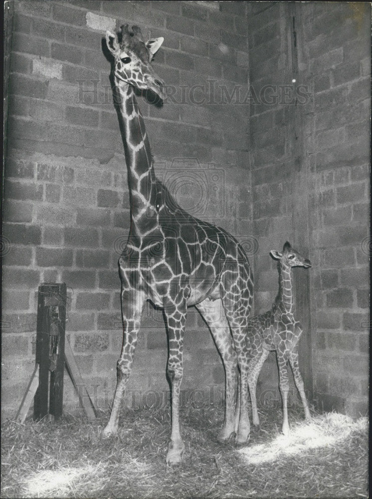 1977 Press Photo Baby Giraffe Pascale Born the day before Easter at Thoiry Park-Historic Images