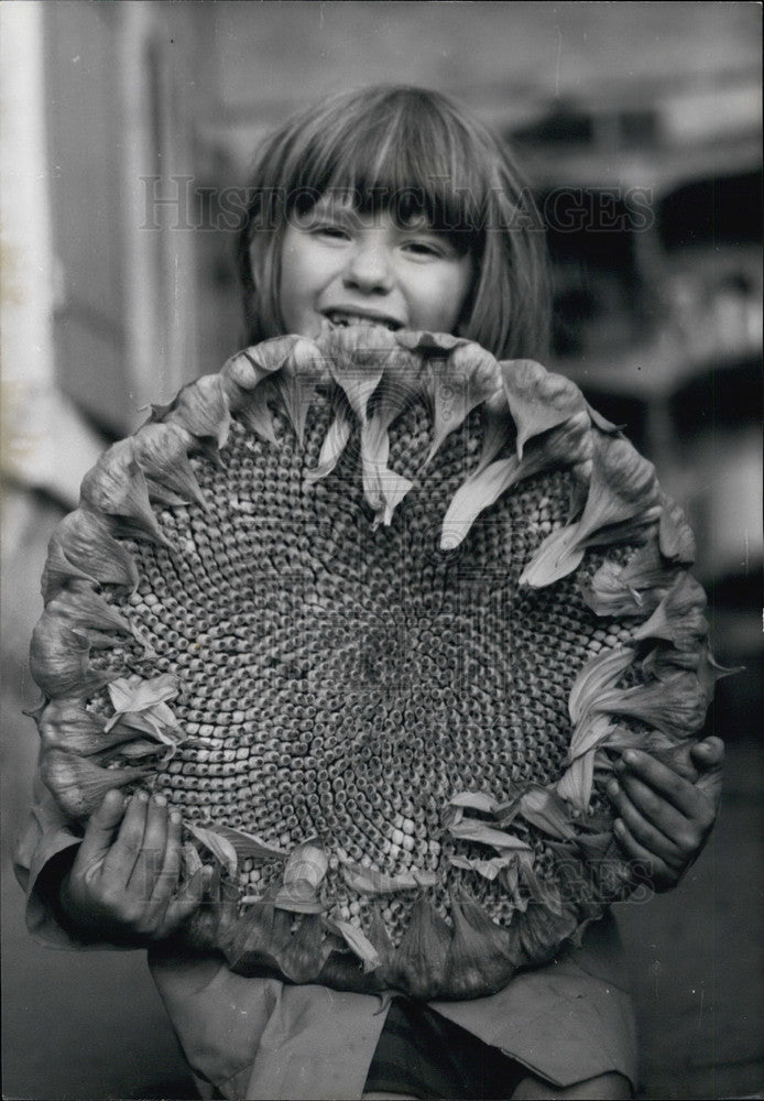 1967 Cecile Barrial &amp; Her Giant Sunflower - Historic Images