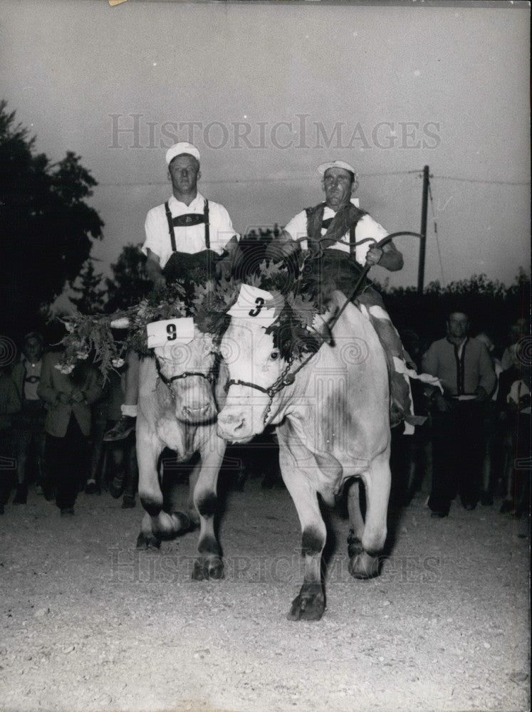 1953, Ox Derbi in Dachau, Germany. Winner #9. Jockey Anton Heilmeier. - Historic Images