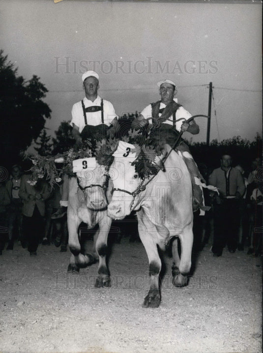 1953, Ox Derbi in Dachau, Germany. Winner