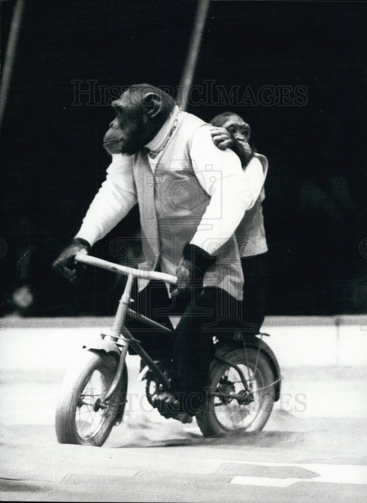 1972 Press Photo Chimpanzees of Jean Richard Circus Trained by Willy Meyer. - Historic Images