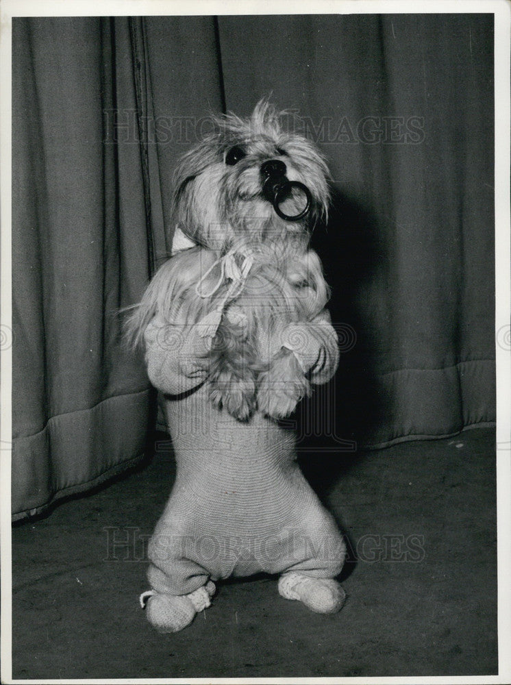 1964 "Schnucki", the Maltese terrier - Historic Images