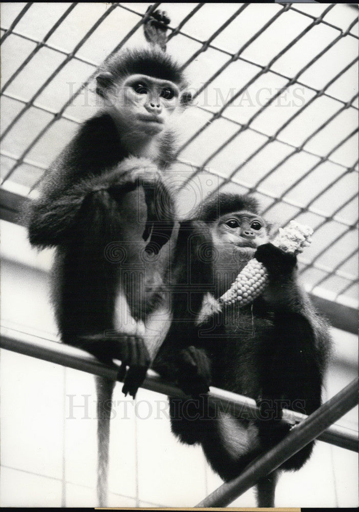 Monkey Couple at Frankfurt Zoo. - Historic Images