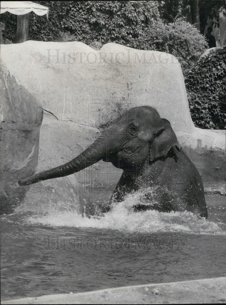 1962 Press Photo Elephant Goes for a Swim at Vincennes Zoo-Historic Images