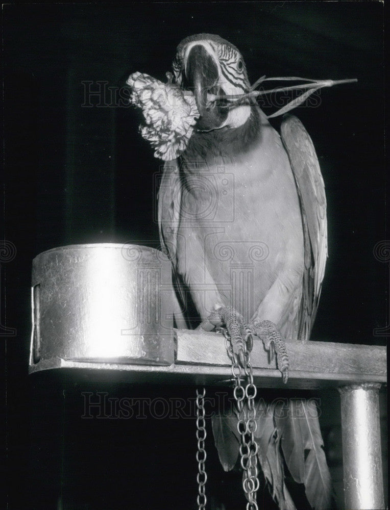 1968 Macaw with a Carnation at the Bird Exposition in Paris - Historic Images