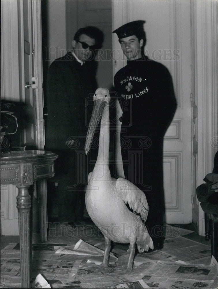 1968 Tourist Ambassador Jason the Pelican at the Grand Hotel - Historic Images