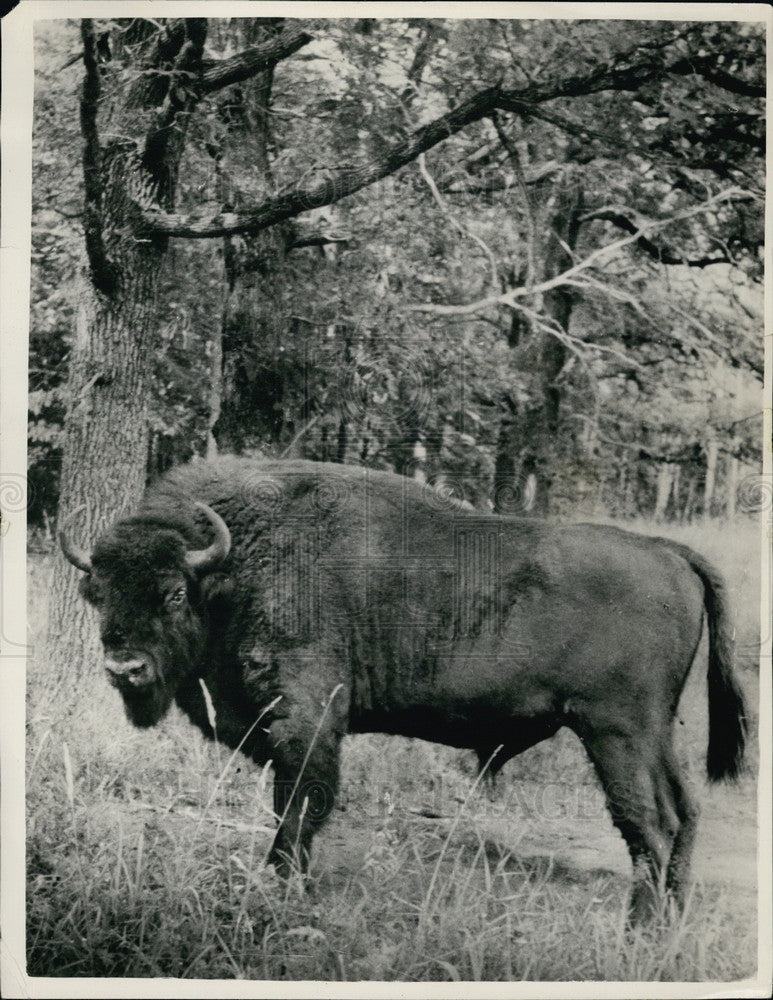 Press Photo Soviet Restoring the Aurochs - Historic Images