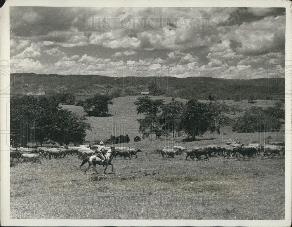 Press Photo A Cattle Round up on the Good Hope Ranch Jamaica - KSK26399-Historic Images