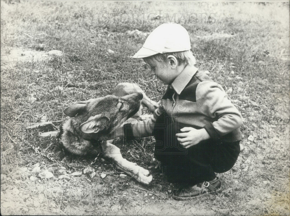1976 Press Photo Little Boy Plays with "Killy" Wolf Cub - Historic Images