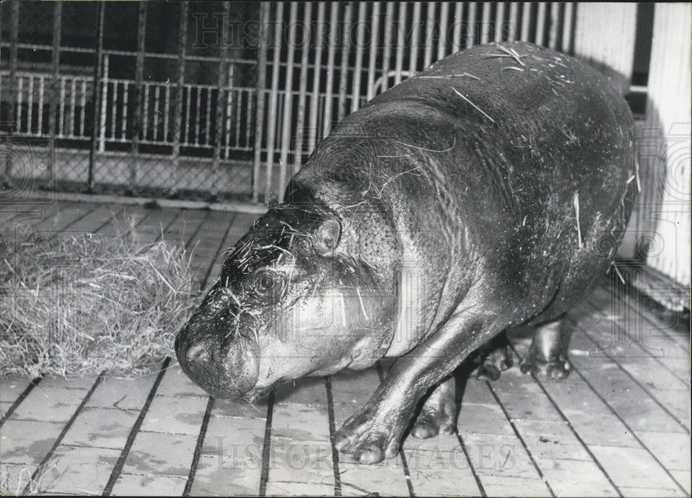 1966 Press Photo Female Hippo in Berlin Zoo.-Historic Images