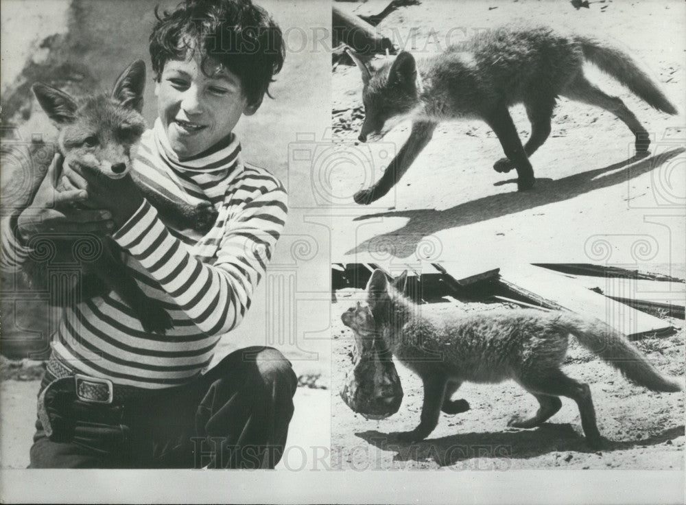 1979, Rene Larsen, 10, and his Fox, &quot;Miki&quot; - Historic Images