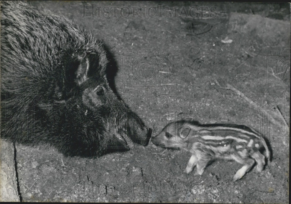 1971 Wild Hog and her Piglet - Historic Images