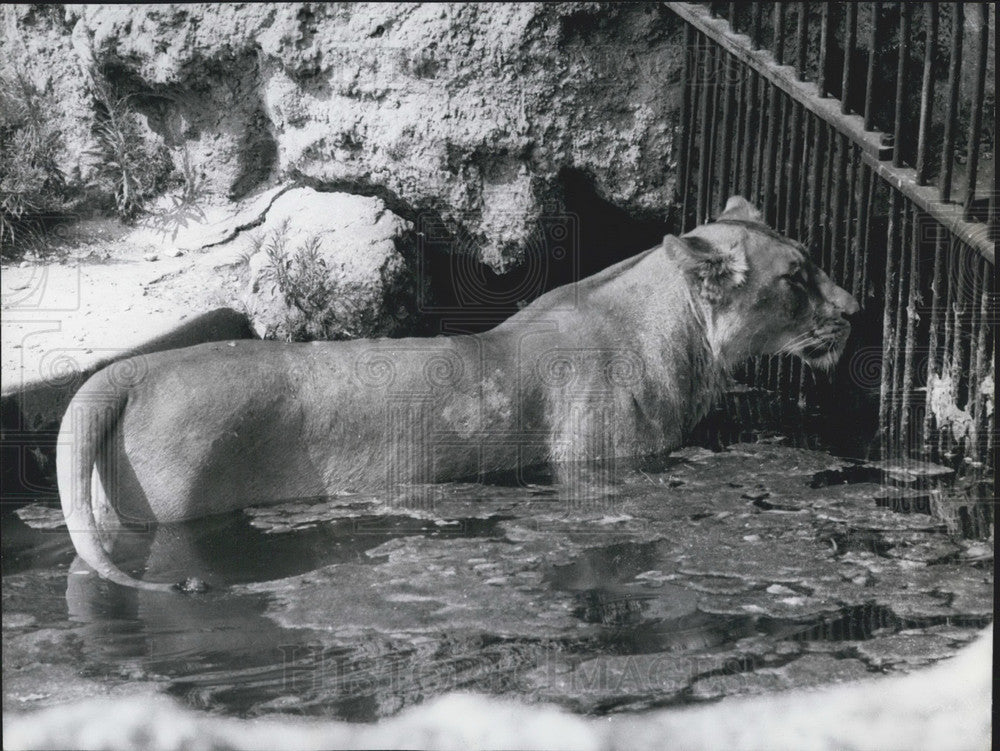 1967, Lioness Cool Down Water Paris Heatwave Vincennes Zoo - Historic Images