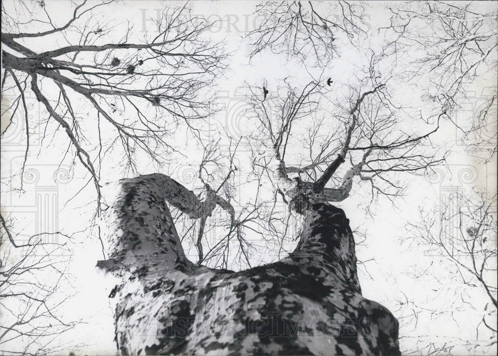 1968 Press Photo Plane Tree in Lisbon, Portugal.-Historic Images