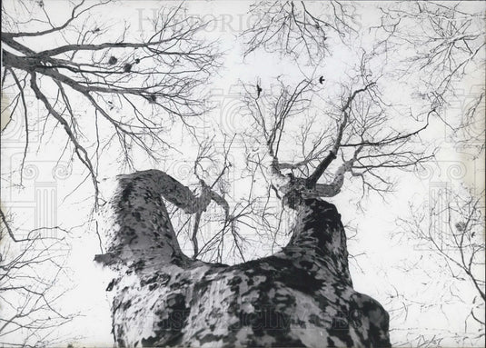 1968 Press Photo Plane Tree in Lisbon, Portugal.-Historic Images