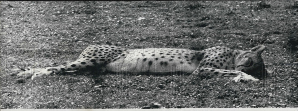 1961 Press Photo Cheetah Beat By The Heat - Historic Images