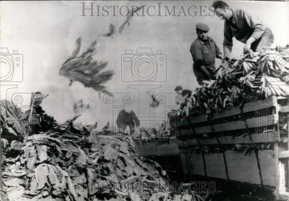 1967, Paimpol: Twenty Thousand Ruined Cauliflower Heads Thrown Away - Historic Images