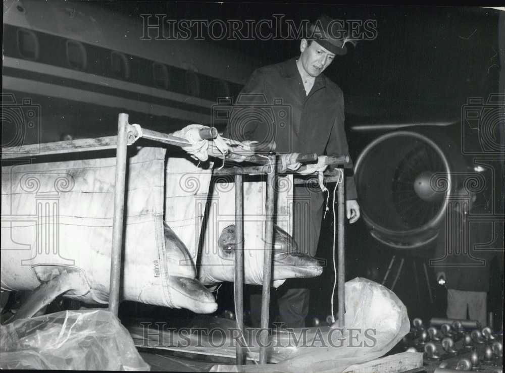 1968, Dolphins Rescued and Raised in France Return to South Africa - Historic Images