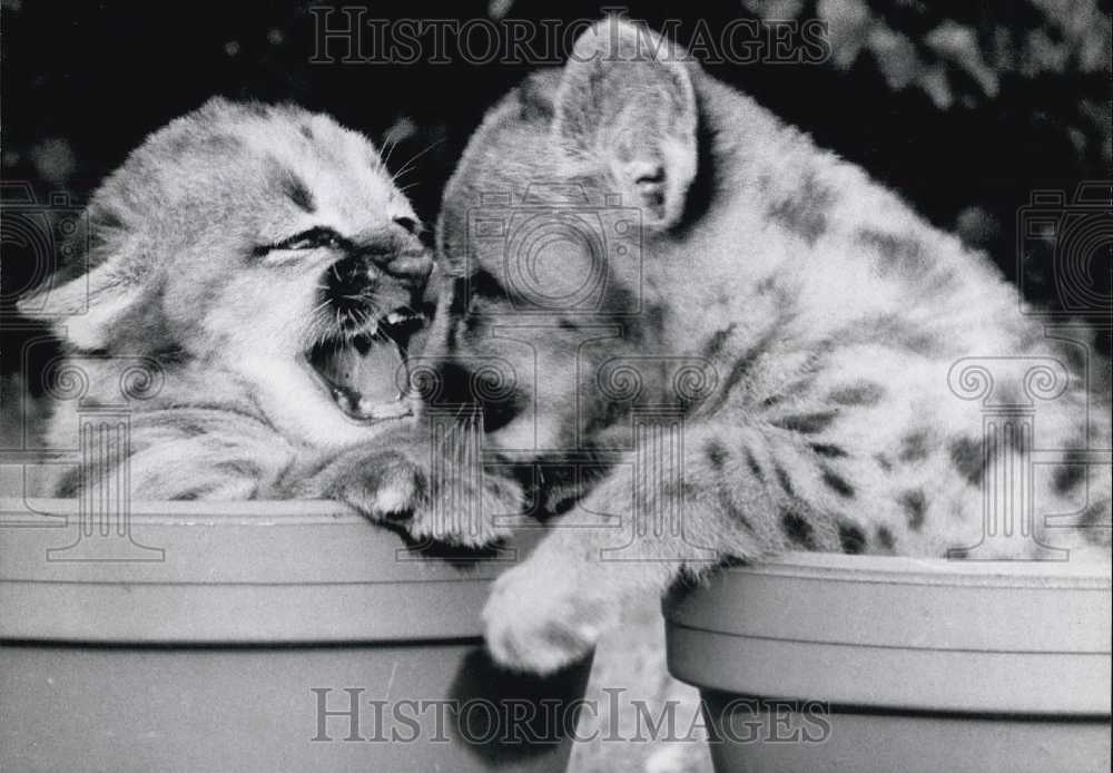 1974, Puma Kittens at Struhen Zoo. - Historic Images