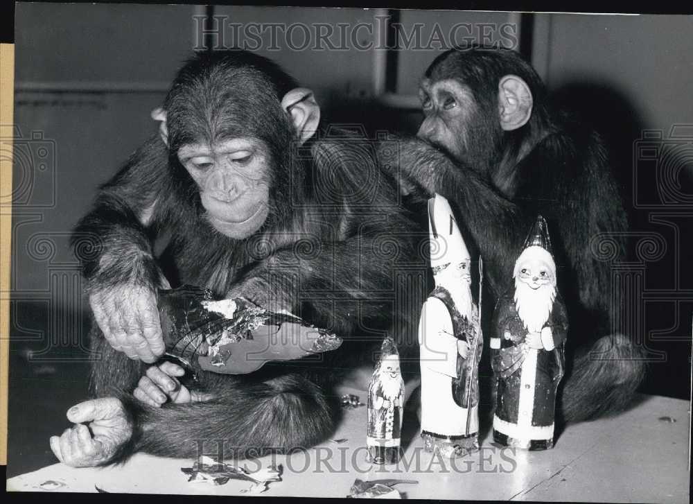 1967 Press Photo Chimpanzees Playing in Hellabrunn Zoo.-Historic Images