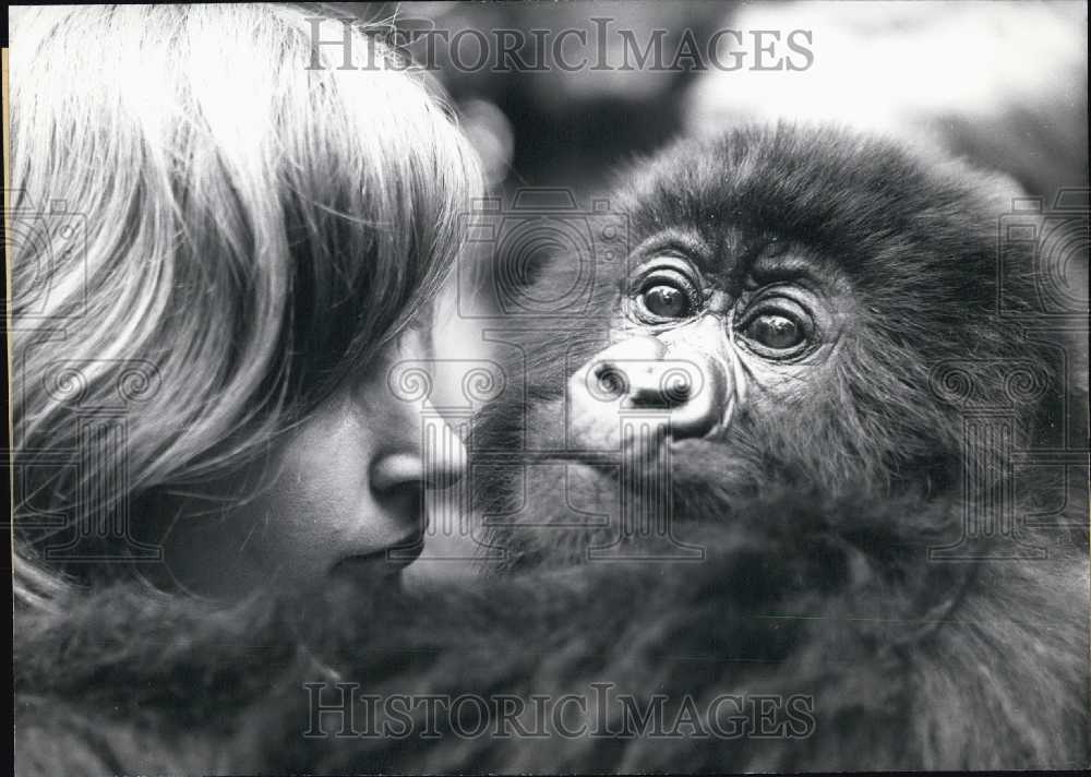 1969, Rare Mountain Gorilla Baby and Caretaker. Kuln Zoo. - Historic Images