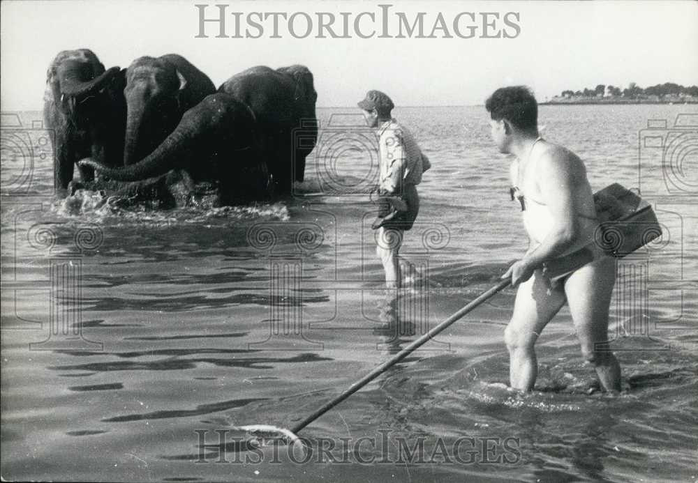 1960 Shrimp Fishermen with Help from Elephants - Historic Images